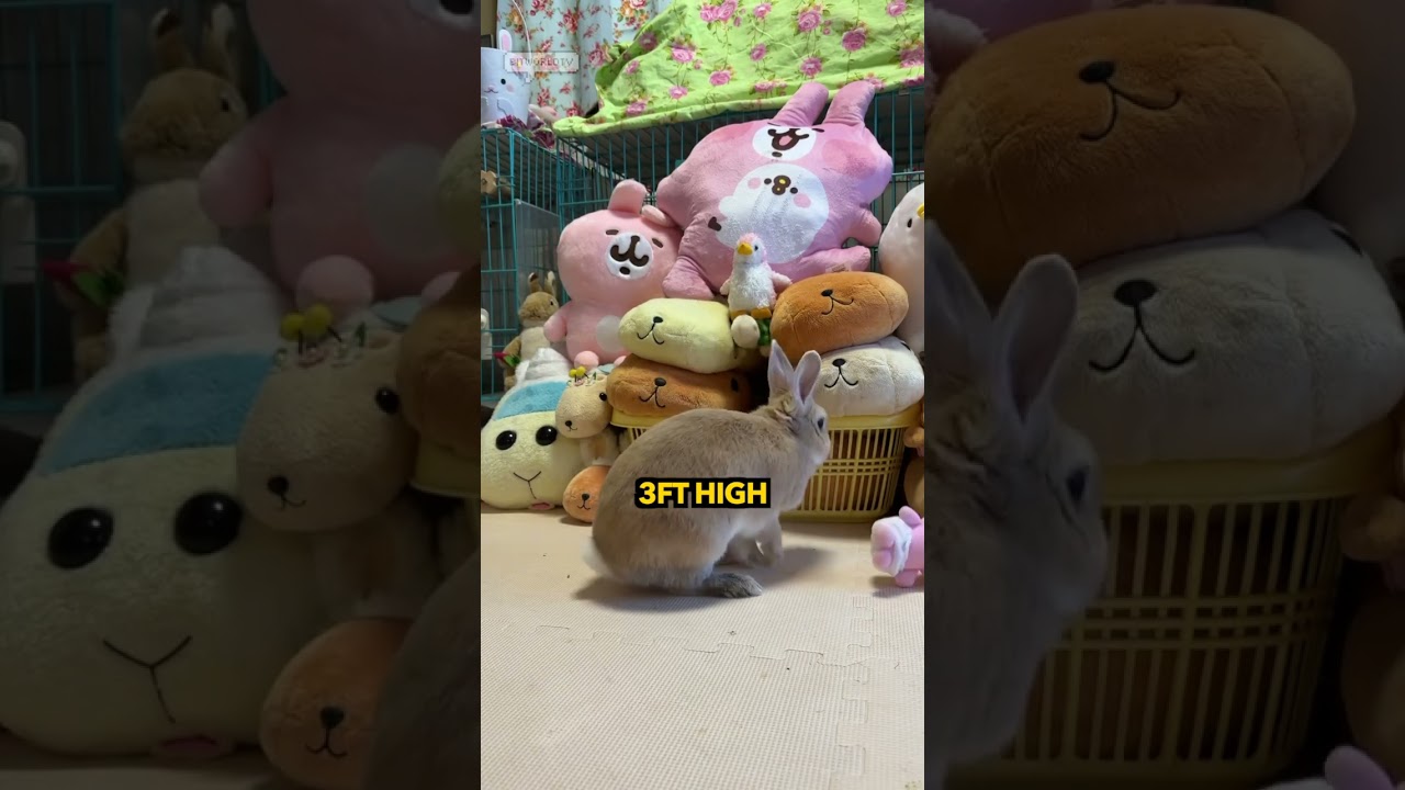 why rabbits jump high 🐰🐇⬆️ 