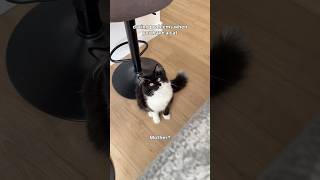 Where did he even learn that word?? #dating #datingstruggles #cat #smex