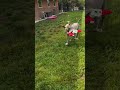 Pluto video
