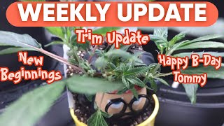 MY CANNABIS GROW UPDATE  5/25/24