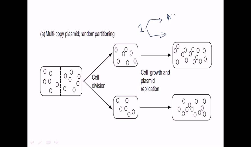 Multiple copy number plasmids YouTube