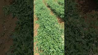 Perawatan Cabe setelah panen #cabepelita8f1 #caberawitsubur #pertanian #cabeunggul