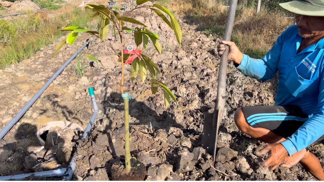 Theo chân chú Long chia sẻ về cách trồng sầu riêng con như thế nào!