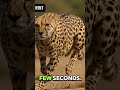 🐆 Cheetah Is the Fastest Land Animal! #animalfacts #wildfactsofficial #wildlife
