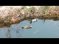 Прилетели дикие утки в мой пруд у дома за 5000 рублей)))