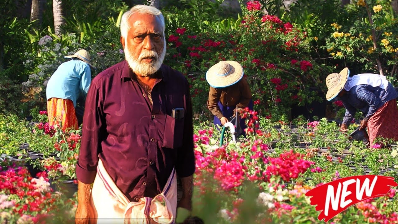 3ഏക്കർ വിസ്‌തൃതിയിൽബൊഗൈൻ വില്ലകളുടെ ഒട്ടുമിക്ക വെറൈറ്റികളും  വ്യാപിച്ചു കിടക്കുന്ന ഹോൾ സെയിൽ ,റീ...