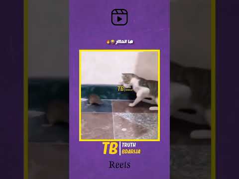 قط يطرش فار