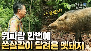 현대판 타잔의 등장?! 휘파람으로 멧돼지 호출하는 자연인 아저씨?? I KBS 고립낙원 200317 방송