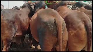 Vip Laal Gadray Makhi Chinay Vachay 2023 Colection