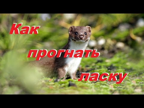 Как прогнать ласку из дома