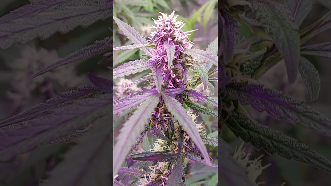 Auto Ultimate and Auto Critical Orange Punch by Dutch Passion