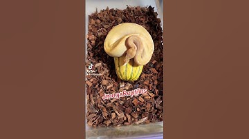 Update Hold Back Ball Pythons 2023’