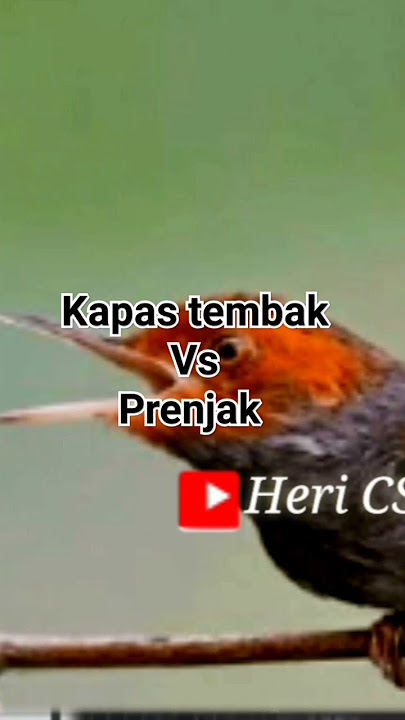 kapas tembak vs prenjak kepala merah #prenjakkepalamerah