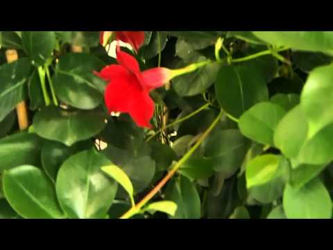 Video: Mandevilla Plantepleie - Dyrking av Mandevilla i hagen din