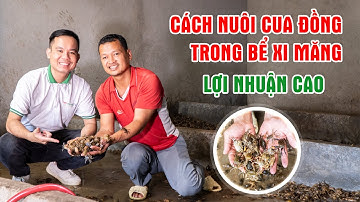 Cách Nuôi Cua Đồng Trong Bể Xi Măng - Mô Hình Nuôi Cua Đồng Mới, Làm Chơi Ăn Thật || LamNongTV