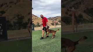 Eli 2 5 Yrs Old On The 27Th Do Not Bite Training Session Decoy Is Lee J