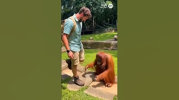 Orangutan follows Boy step
