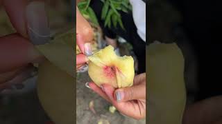 Agriculture Village Fresh Fruit #Viral #Fruit #Shorts #1001