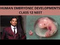 68.HUMAN EMBRYONIC DEVELOPMENT STAGES, HUMAN REPRODUCTION CLASS 12 NEET