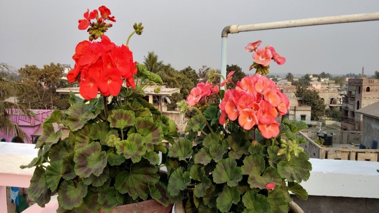 How to care Geranium flower plants? 