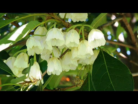 Vídeo: Elaeocarpus Arbres del muguet: informació sobre la cura dels arbres del muguet