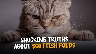 10 MindBlowing Facts About Scottish Folds
