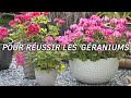 5 secrets pour russir la culture du geranium