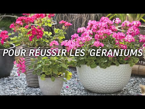 Vidéo: Conseils sur la culture des plantes de géraniums parfumés