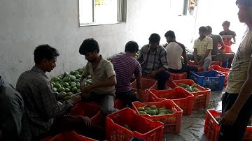 Mango Grading & Packing
