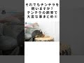 それでもチンチラを飼いますか？チンチラの飼育で大変な事まとめ⑥ #Shorts