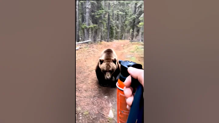 Shocking bear attack caught on camera #shocking #closecall #bear thumbnail