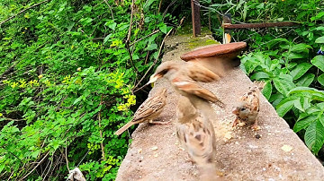 world sparrow day | save sparrow save birds