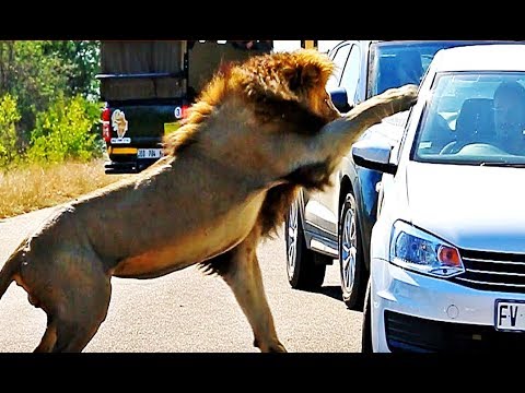 lion-on-the-loose-prank!!