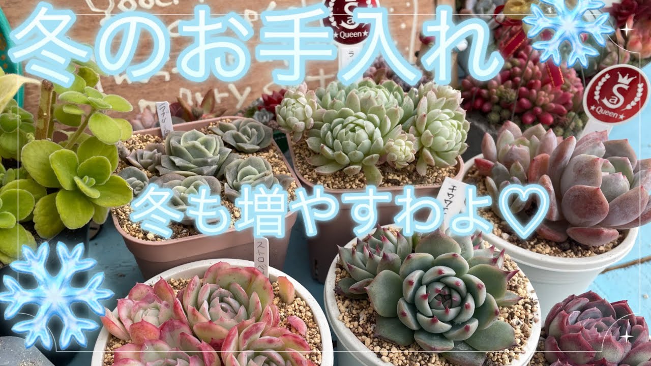 【多肉植物】#69冬のお手入れ❄️