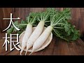 家庭菜園で大根を育てたい!『植え付けから収穫』間引かずに大根を育ててみた。