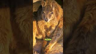 WALLABY NEST?! 😂 #highroadhunting