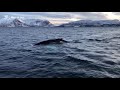 201911 humpback whales on auroas and whales expedition