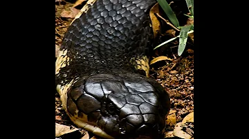 World S Deadliest Snake Shorts 
