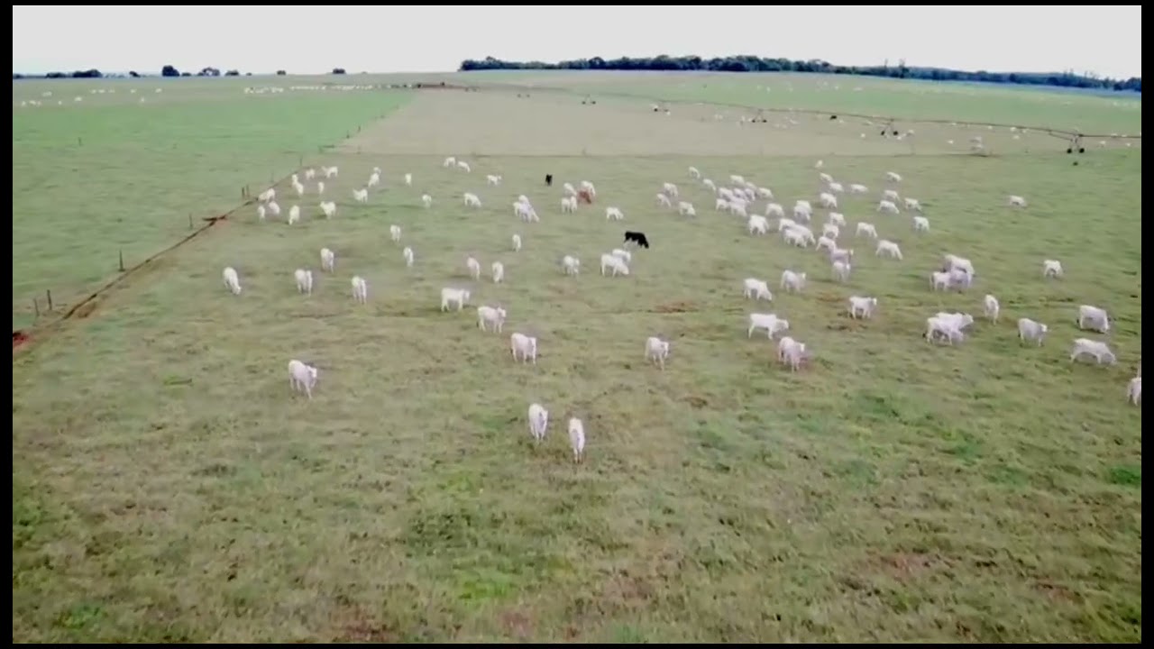 FAZENDA À VENDA EM CACHOEIRA DOURADA- GO 🌾🐎 Excelente oportunidade, terra de alta produtividade.