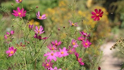 سورة الزمر من( ٦٨ إلى ٧٤) بصوت أيمن السويد 💐