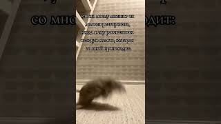Мышка прыгает... #shorts #мышь #mouse #subscribe #tiktok #рекомендации