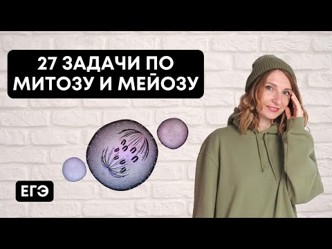 27 задачи по Митозу и Мейозу