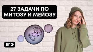 27 задачи по Митозу и Мейозу