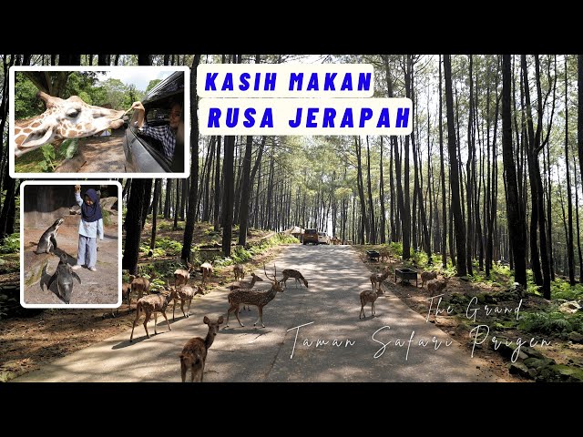 The GRAND TAMAN SAFARI PRIGEN 2024 !! Safari Adventure bisa kasih Makan JERAPAH 😍😍 class=