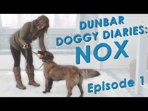 Dunbar Dog Diaries  #1 - Real Time Dog Training