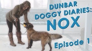 Dunbar Dog Diaries  #1  Real Time Dog Training