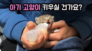 Cat rescue, visit to animal hospital, decision and resolution