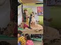 राधा और कृष्ण।Radha or Krishna।Durga Puja Kalagarh #shorts #youtubeshorts #aaoghumenindia #agi