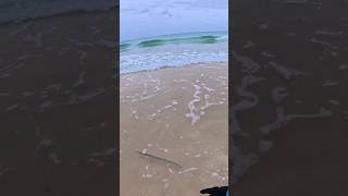 HOUNDFISH CASTING #mnhfishing