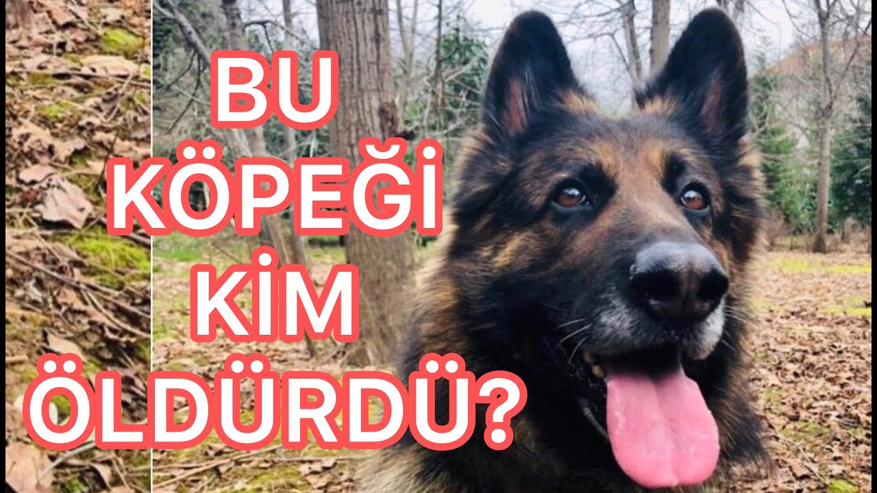 Öldürülen Köpeğin Suçlusu Kim? Köpek mi Saldırıyor İnsan mı? YouTube